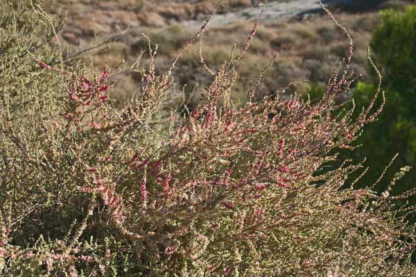 Caroxylon vermiculatum, Sassoini, Sossoini, Sussuini