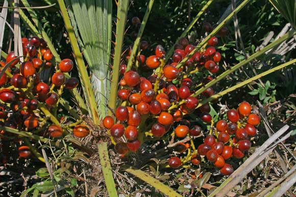 Chamaerops humilis,Cefaglione, Palma nana, Margaglio, Prama de iscovas, P. de Santu Pedru, Pramitzu