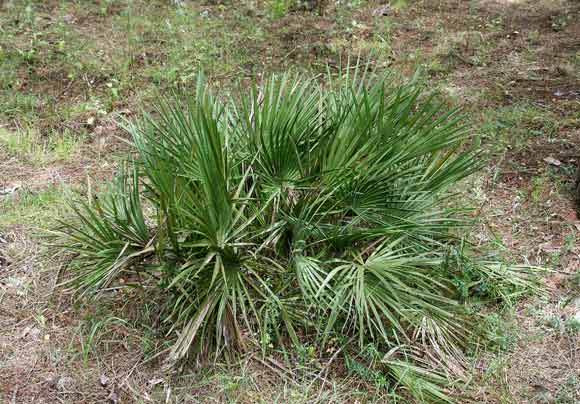 Chamaerops humilis,Cefaglione, Palma nana, Margaglio, Prama de iscovas, P. de Santu Pedru, Pramitzu