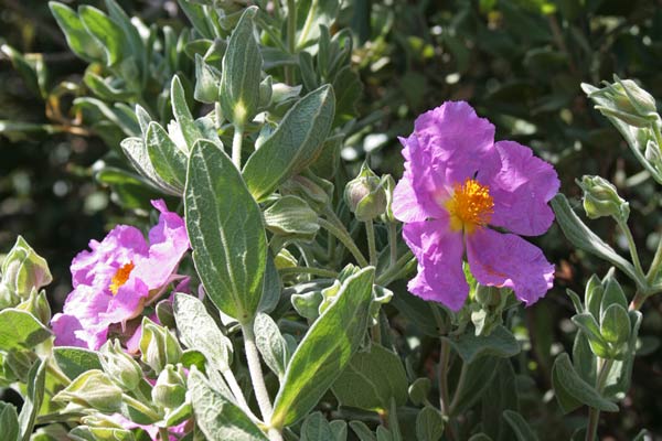 Cistus albidus, Cisto a foglie sessili, Cisto bianco, Cisto rosso, Montrecu biancu, Mucchiu, Muciu, Mudeciu voinu, Mudegu, Mudel'u biancu, Mudre'u voinu, Mudrecu, Mudregu, Mudel'u nieddu, Murdegu