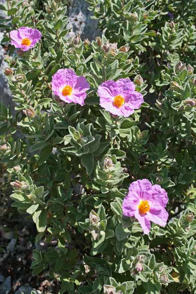 Cistus albidus, Cisto a foglie sessili, Cisto bianco, Cisto rosso, Montrecu biancu, Mucchiu, Muciu, Mudeciu voinu, Mudegu, Mudel'u biancu, Mudre'u voinu, Mudrecu, Mudregu, Mudel'u nieddu, Murdegu