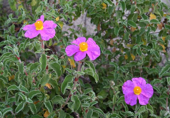 Cistus creticus subsp. eriocephalus, Cisto bianco, Cisto rosso, Mergiu, Mucciu biancu, Mudregu arrubiu, Mudregu femina, Mudreku burdu, Murdegu krabiu