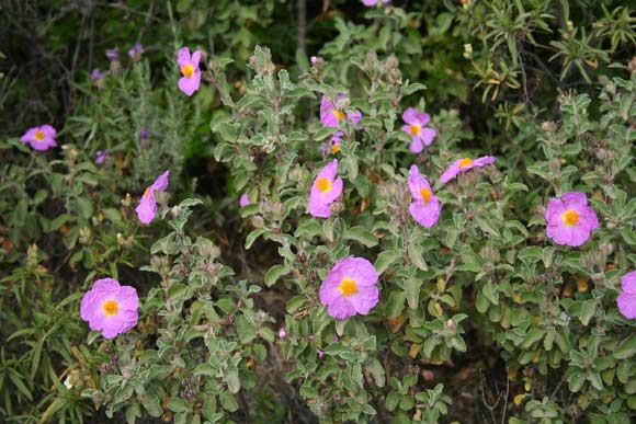 Cistus creticus subsp. eriocephalus, Cisto bianco, Cisto rosso, Mergiu, Mucciu biancu, Mudregu arrubiu, Mudregu femina, Mudreku burdu, Murdegu krabiu