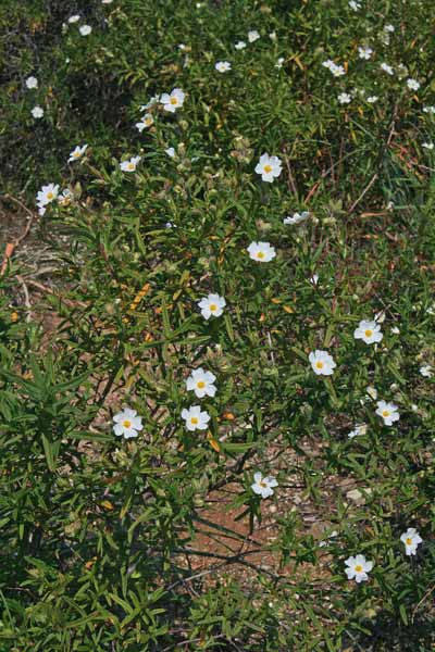 Cistus monspeliensis, Cisto di Montpellier, Cisto marino, Mudrecu, Mudrecu cabaddinu, Murdegu coinu, Murdegu biancu