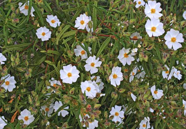 Cistus monspeliensis, Cisto di Montpellier, Cisto marino, Mudrecu, Mudrecu cabaddinu, Murdegu coinu, Murdegu biancu