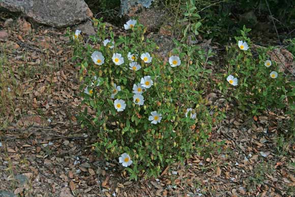 Cistus salviifolius, Brentina, Cisto femmina, Scornabecco, Macchiastreddu, Montrekedda, Murdegu burdu, Murdegu de porcus, Murdju nieddu