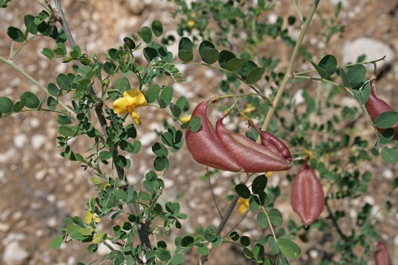 Colutea arborescens, Vescicaria, Erba de bucciuccas, Erba de bullucas, Sena, Sena burda, Sena tiria, Tiria agreste, Tiria aresti