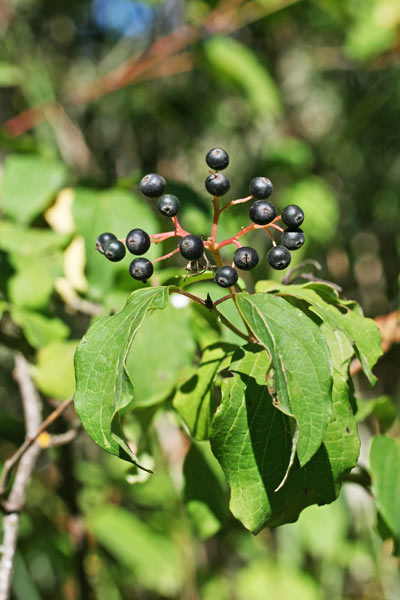 Cornus sanguinea subsp. hungarica, Corniolo sanguinello, Sanguinella, Erba de sambini, Erba de sanguni