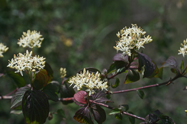 Cornus sanguinea subsp. hungarica, Corniolo sanguinello, Sanguinella, Erba de sambini, Erba de sanguni