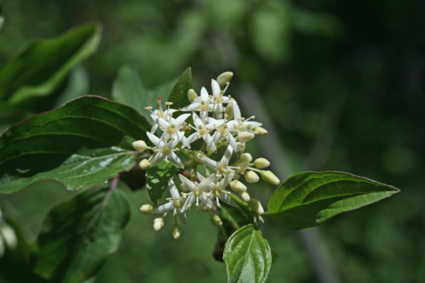 Cornus sanguinea subsp. hungarica, Corniolo sanguinello, Sanguinella, Erba de sambini, Erba de sanguni