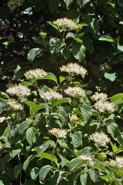 Cornus sanguinea subsp. hungarica, Corniolo sanguinello, Sanguinella, Erba de sambini, Erba de sanguni
