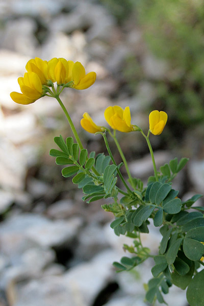 Coronilla valentina, Cornetta di Valenza