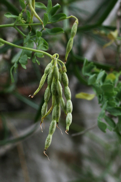 Coronilla valentina, Cornetta di Valenza