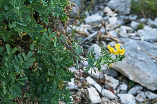 Coronilla valentina, Cornetta di Valenza