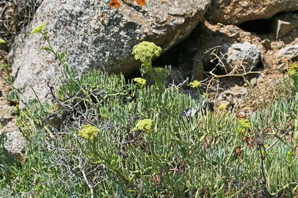 Crithmum maritimum, Bacicci, Finocchio marino, Fenugu de mari