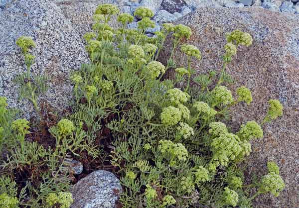 Crithmum maritimum, Bacicci, Finocchio marino, Fenugu de mari