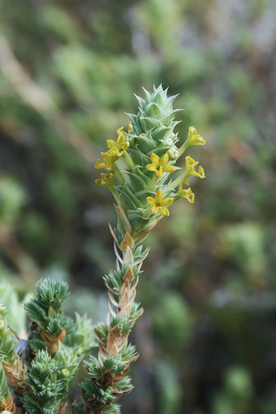 Crucianella maritima, Crucianella marittima, Rubia marina