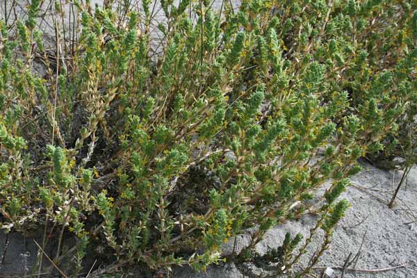 Crucianella maritima, Crucianella marittima, Rubia marina