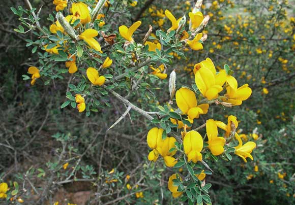 Cytisus laniger, Calicotome, Ginestrone, Sparzio villoso, Martigusa oina, Spina santa, Theria, Tiria