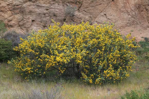 Cytisus laniger, Calicotome, Ginestrone, Sparzio villoso, Martigusa oina, Spina santa, Theria, Tiria