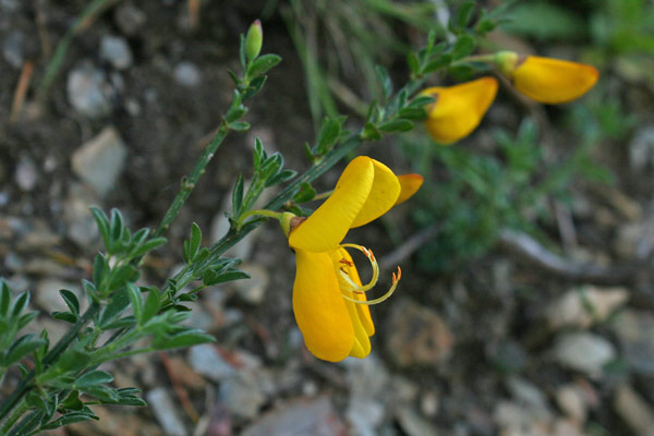 Cytisus scoparius, Amaracciole, Citiso scopario, Ginestra dei carbonai, Genestra, Gianestra, Ginestra