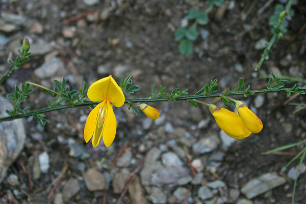 Cytisus scoparius, Amaracciole, Citiso scopario, Ginestra dei carbonai, Genestra, Gianestra, Ginestra