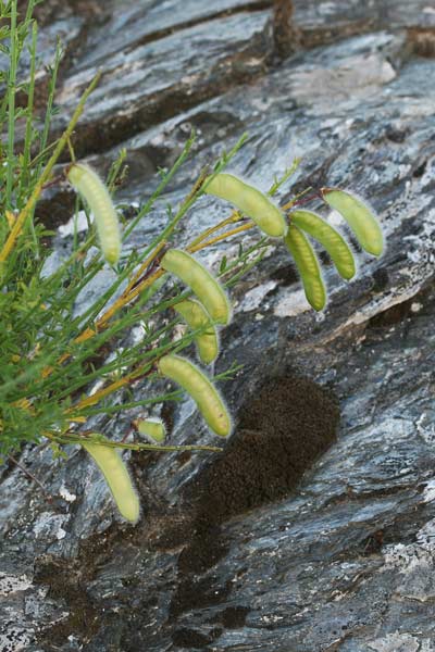 Cytisus scoparius, Amaracciole, Citiso scopario, Ginestra dei carbonai, Genestra, Gianestra, Ginestra