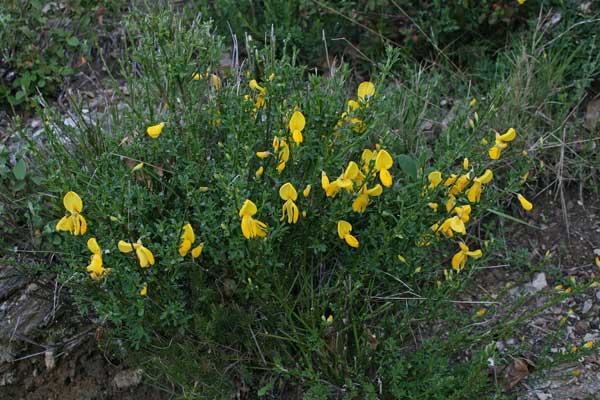 Cytisus scoparius, Amaracciole, Citiso scopario, Ginestra dei carbonai, Genestra, Gianestra, Ginestra