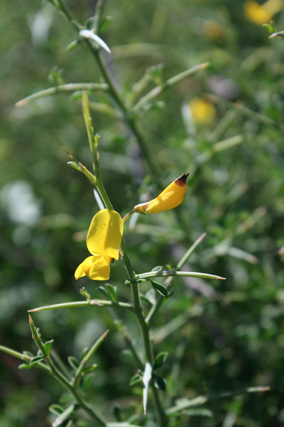 Cytisus spinosus, Ginestra spinosa, Sparzio spinoso, Iscorravoe, Martigusa canina, Teria, Terie, Theria, Tiria