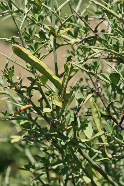 Cytisus spinosus, Ginestra spinosa, Sparzio spinoso, Iscorravoe, Martigusa canina, Teria, Terie, Theria, Tiria