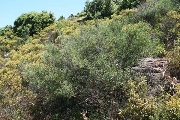 Cytisus spinosus, Ginestra spinosa, Sparzio spinoso, Iscorravoe, Martigusa canina, Teria, Terie, Theria, Tiria