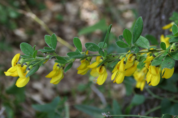 Cytisus villosus, Citiso trifloro, Corramusa, Martigusa, Matricusa, Mattidusa areste, Matzigusa, Occi caprina, Occhi caprina, Semegusa