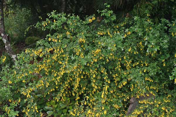 Cytisus villosus, Citiso trifloro, Corramusa, Martigusa, Matricusa, Mattidusa areste, Matzigusa, Occi caprina, Occhi caprina, Semegusa