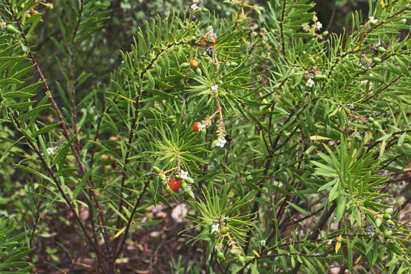 Daphne gnidium, Dafne gnidio, Dittinella, Erba corsa, Torvisco, Atheddina, Durche, Eremeri, Iscola padeddas, Trobiscu, Truiscu