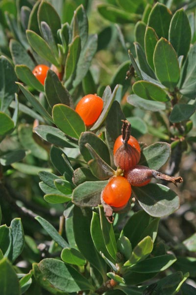 Daphne oleoides, Dafne spatolata