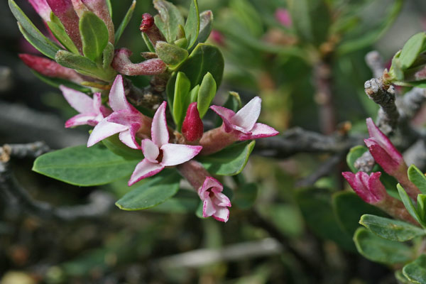 Daphne oleoides, Dafne spatolata