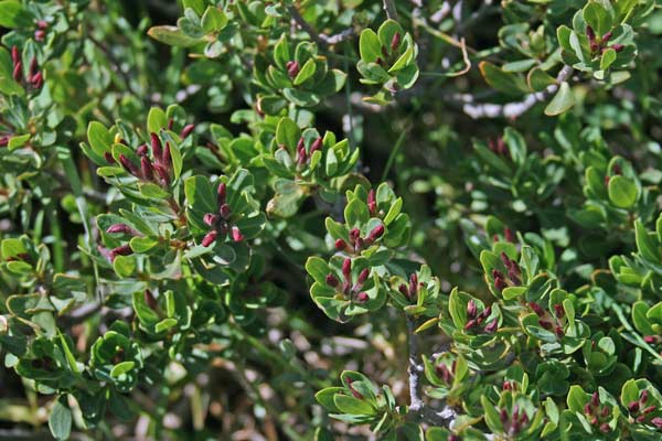 Daphne oleoides, Dafne spatolata