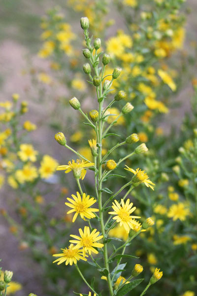 Dittrichia viscosa, Ceppica, Ceppittoni, Enula ceppittoni, Erba pudida, Frisia, Zippua