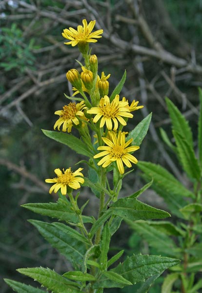 Dittrichia viscosa, Ceppica, Ceppittoni, Enula ceppittoni, Erba pudida, Frisia, Zippua