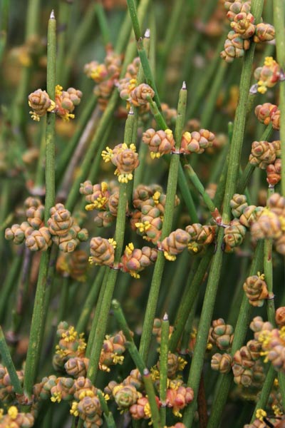 Ephedra distachya, Efedra distachia, Uva marina, Efedra, Ua de mare