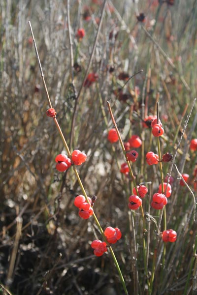 Ephedra distachya, Efedra distachia, Uva marina, Efedra, Ua de mare