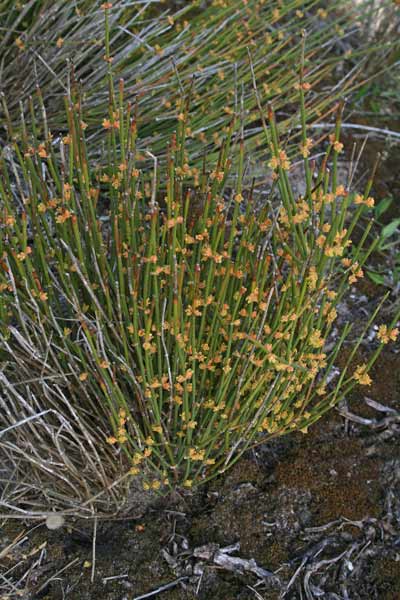 Ephedra distachya, Efedra distachia, Uva marina, Efedra, Ua de mare