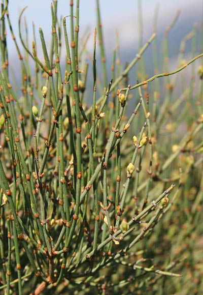 Ephedra major, Efedra dei Nebrodi, Erva ‘e chentu nudos, Iscopa