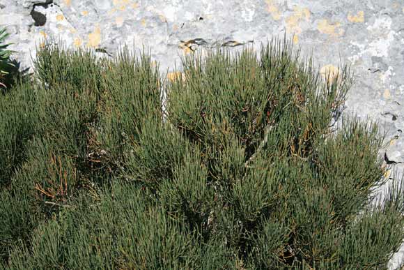 Ephedra nebrodensis subsp. nebrodensis, Efedra dei Nebrodi, Erva ‘e chentu nudos, Iscopa
