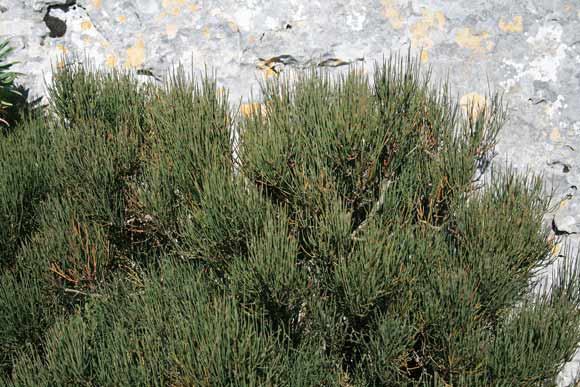 Ephedra major, Efedra dei Nebrodi, Erva ‘e chentu nudos, Iscopa