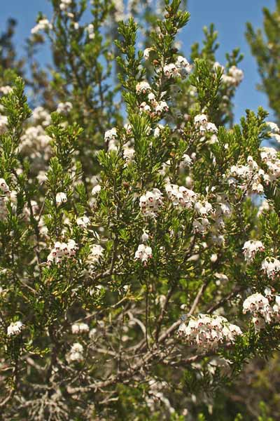 Erica arborea, Erica da ciocco, Radica, Iddostra, Kastannargiu, Scopa masciu, Tuvara, Tuvara mascu