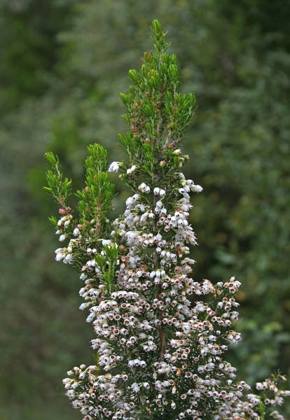 Erica arborea, Erica da ciocco, Radica, Iddostra, Kastannargiu, Scopa masciu, Tuvara, Tuvara mascu