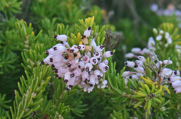 Erica multiflora, Castagnargiu, Iscopa, Tuvara