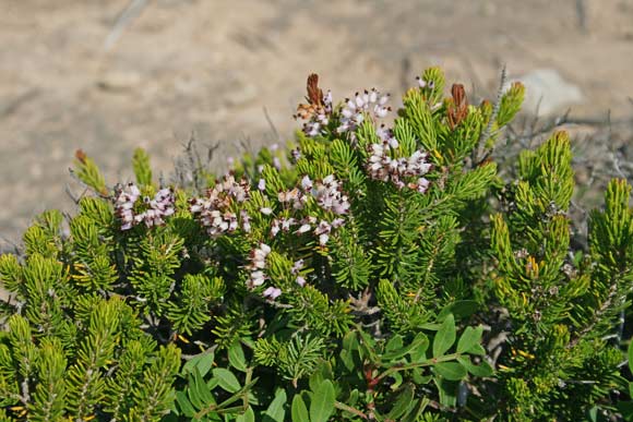 Erica multiflora, Castagnargiu, Iscopa, Tuvara