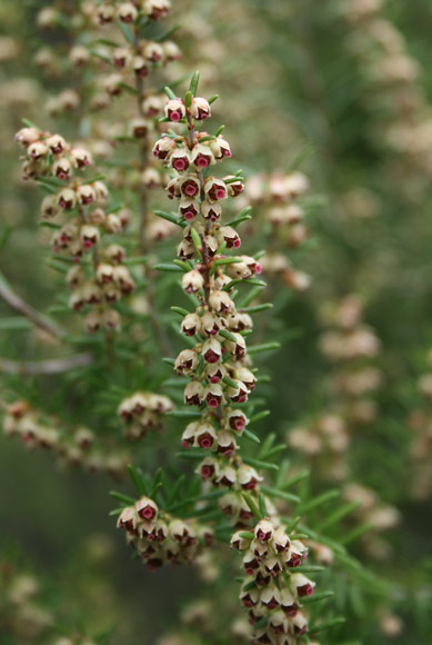 Erica scoparia, Erica da scope, Scopa gentile, Castagnarza, Castanargiu, Iscoparzu, Kastagnazza, Salina, Scopa era, Scopa femina, Scova, Tuvara, Tuvara femina